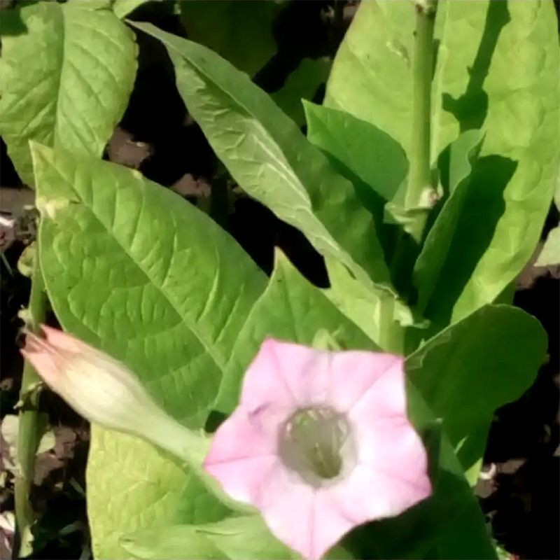Tobacco seeds - Virginia 24 - 100