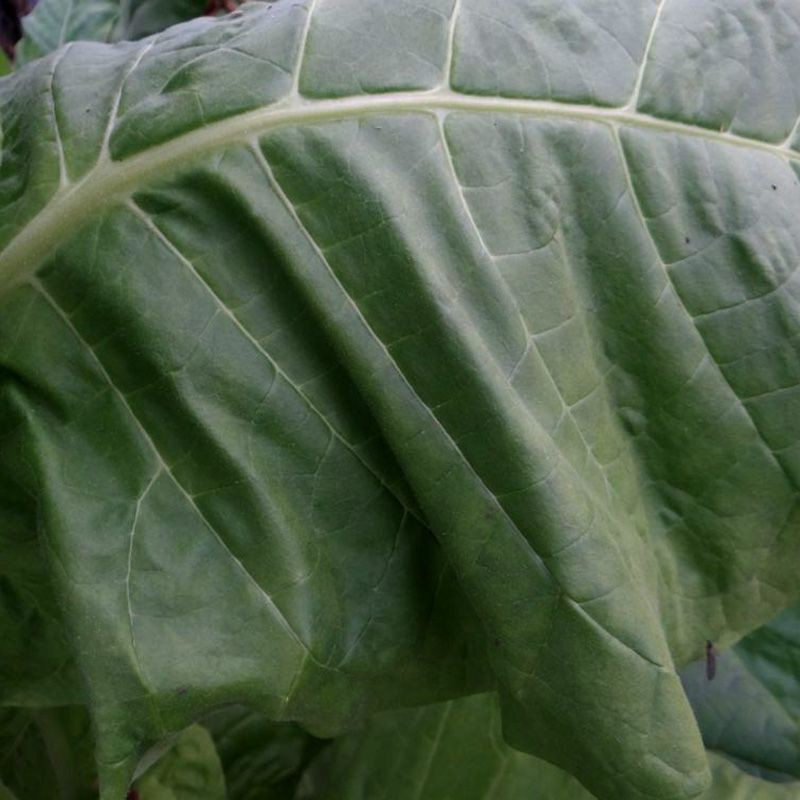 Tobacco seeds - Virginia 24 - 100