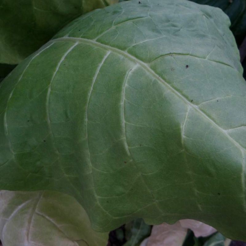 Tobacco seeds - Virginia 24 - 100