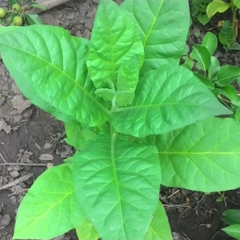 Tobacco seeds - Bamboo Shoot - 50