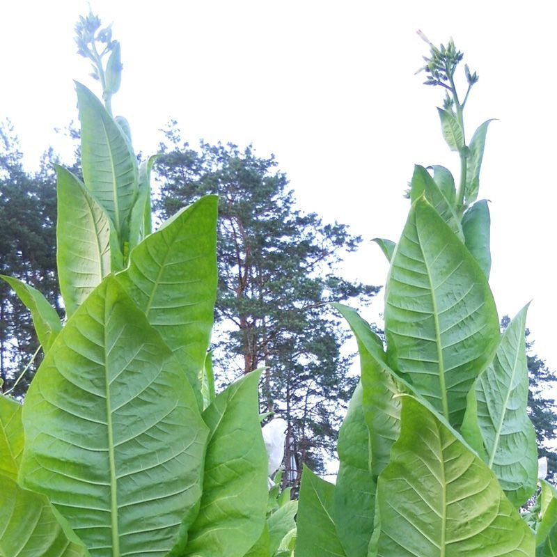 Tobacco seeds - Ternopolski 7 - 300