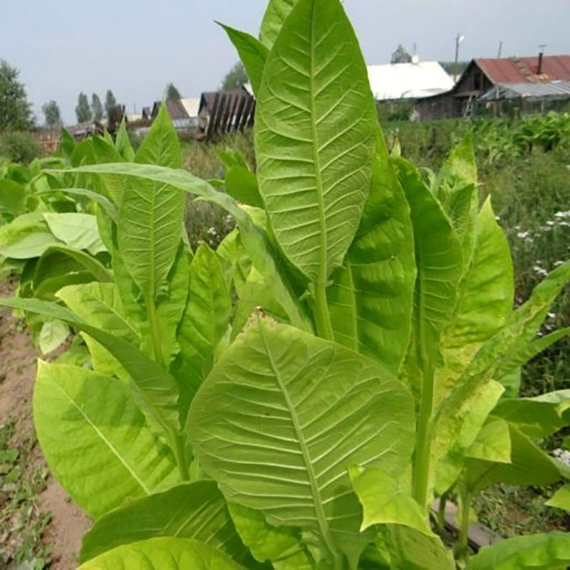 Tobacco seeds - Ternopolski 7 - 300