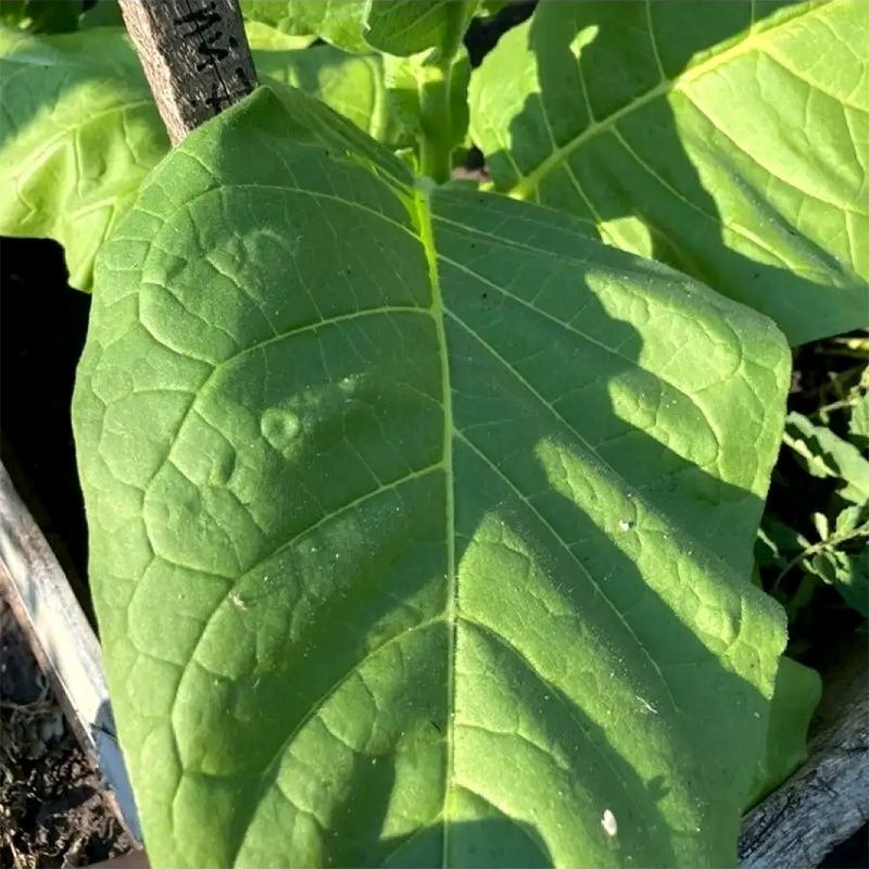 Tobacco seeds - Ternopolski 7 - 300