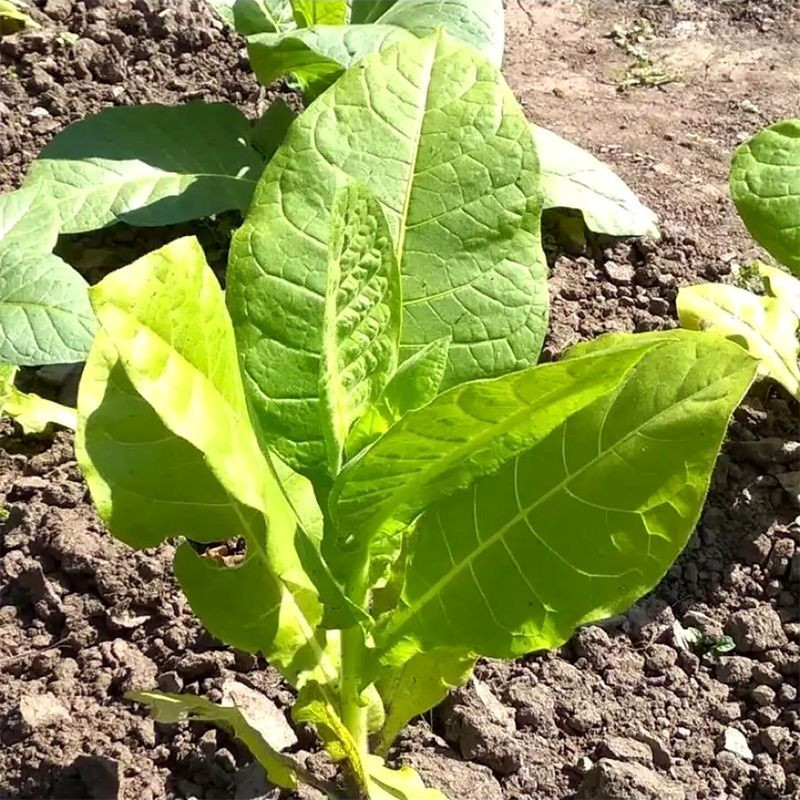 Tobacco seeds - Ternopolski 7 - 300