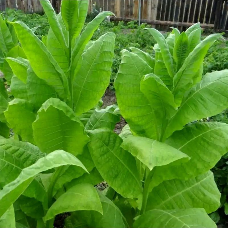 Tobacco seeds - Ternopolski 7 - 300