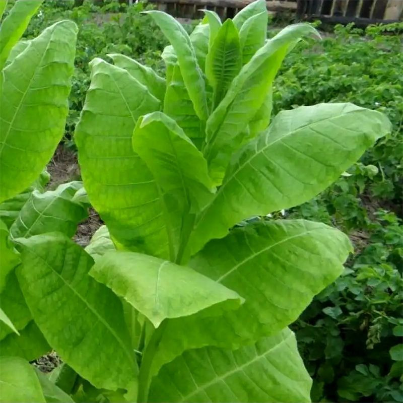 Tobacco seeds - Ternopolski 7 - 300
