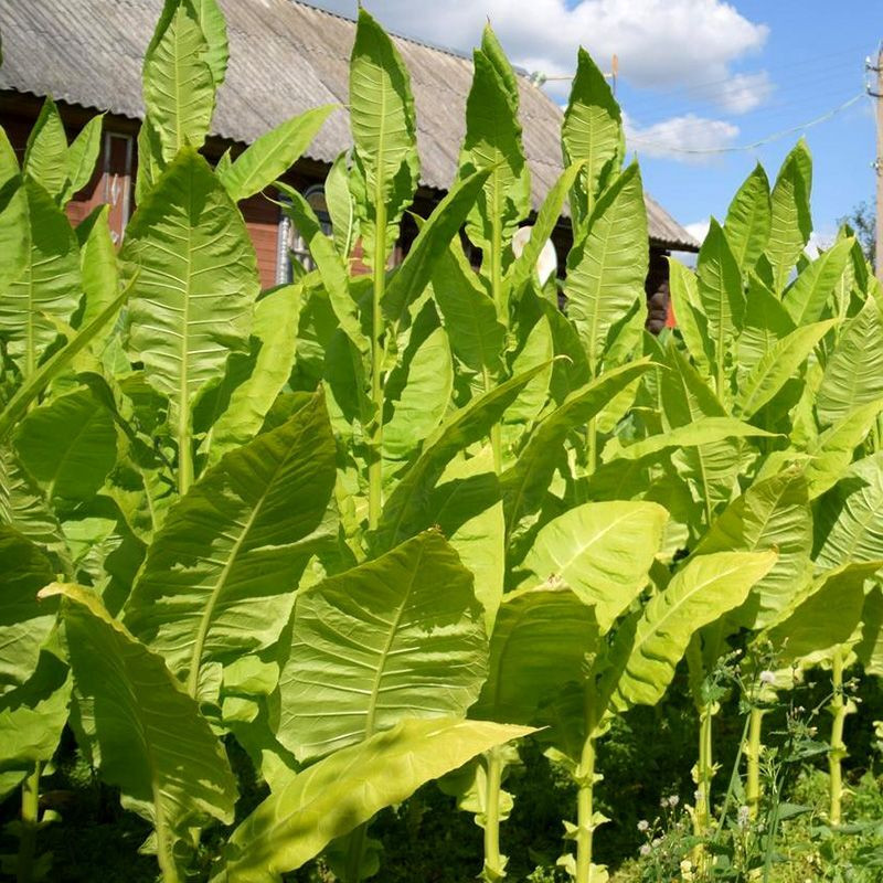 Tobacco seeds - Ternopolski 7 - 100