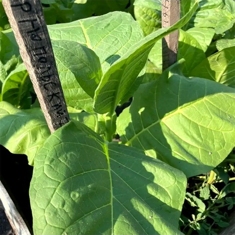 Tobacco seeds - Ternopolski 7 - 300