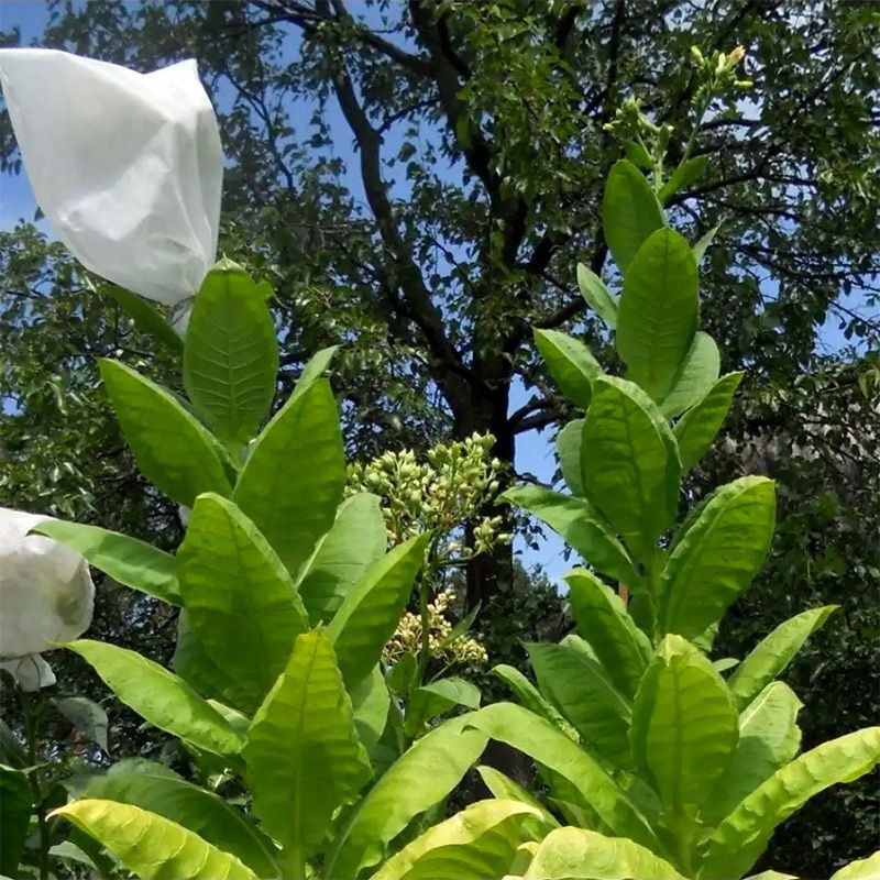 Tobacco seeds - Ternopolski 7 - 300