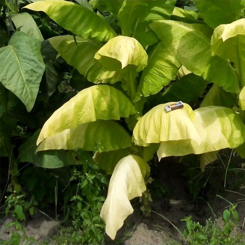 Tobacco seeds - Ternopolski 7 - 300