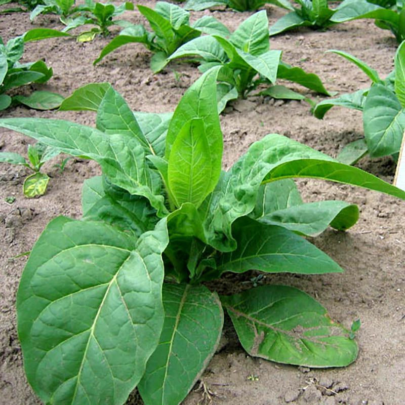 Tobacco seeds - Coker 371 Gold - 100