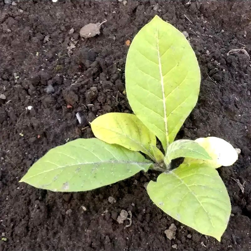 Tobacco seeds - Coker 371 Gold - 100