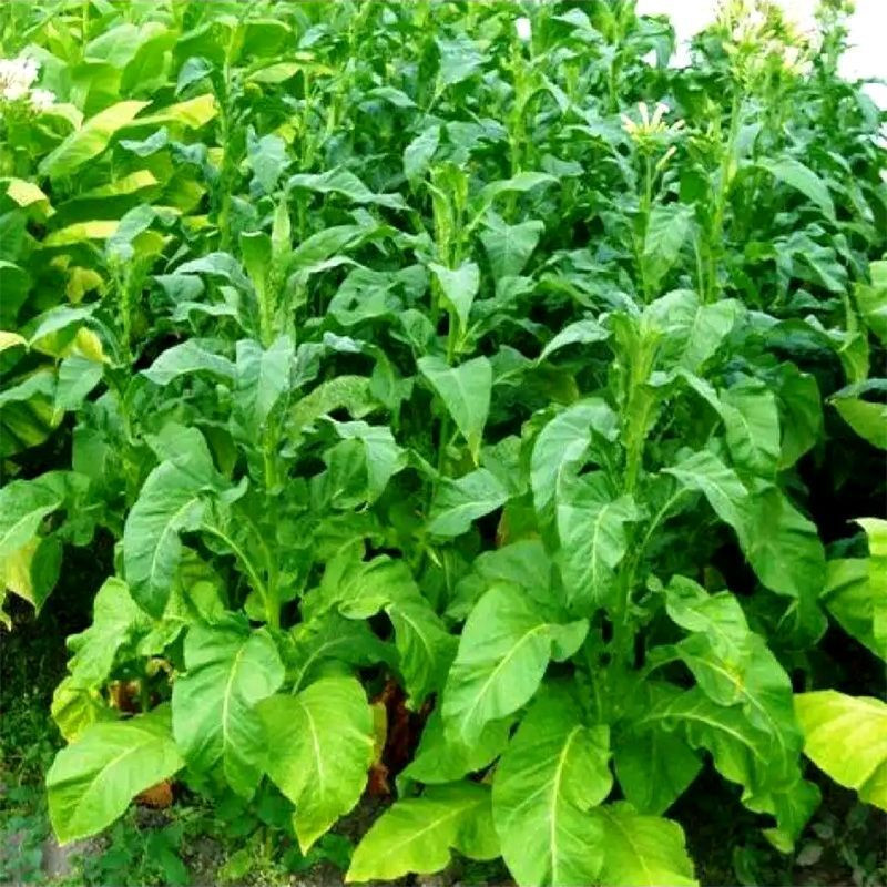 Tobacco seeds - Coker 371 Gold - 100