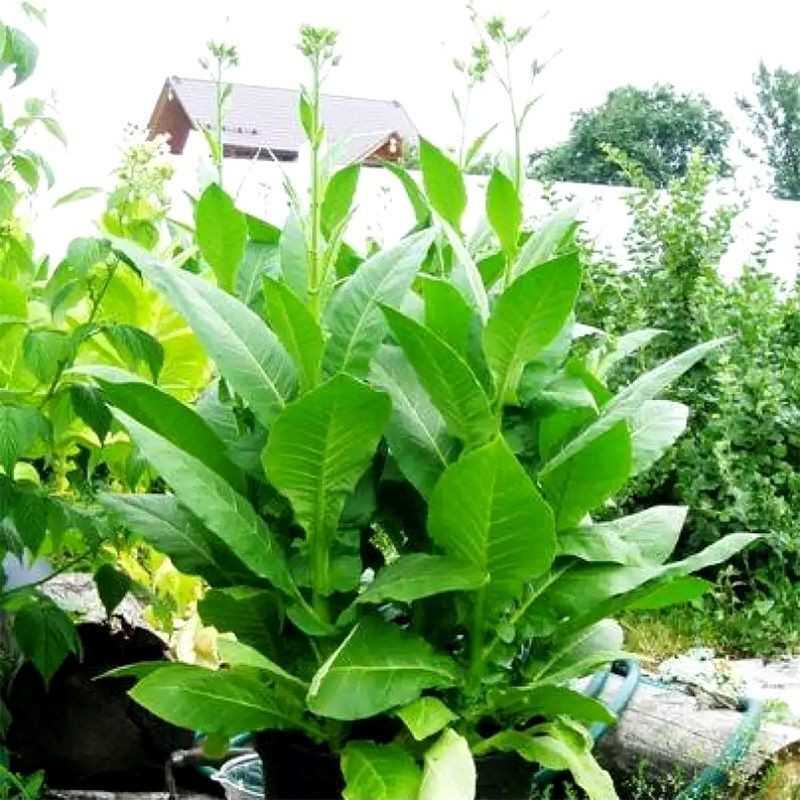 Tobacco seeds - Coker 371 Gold - 100
