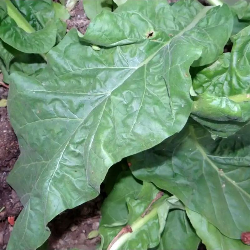 Tobacco seeds - Coker 371 Gold - 100