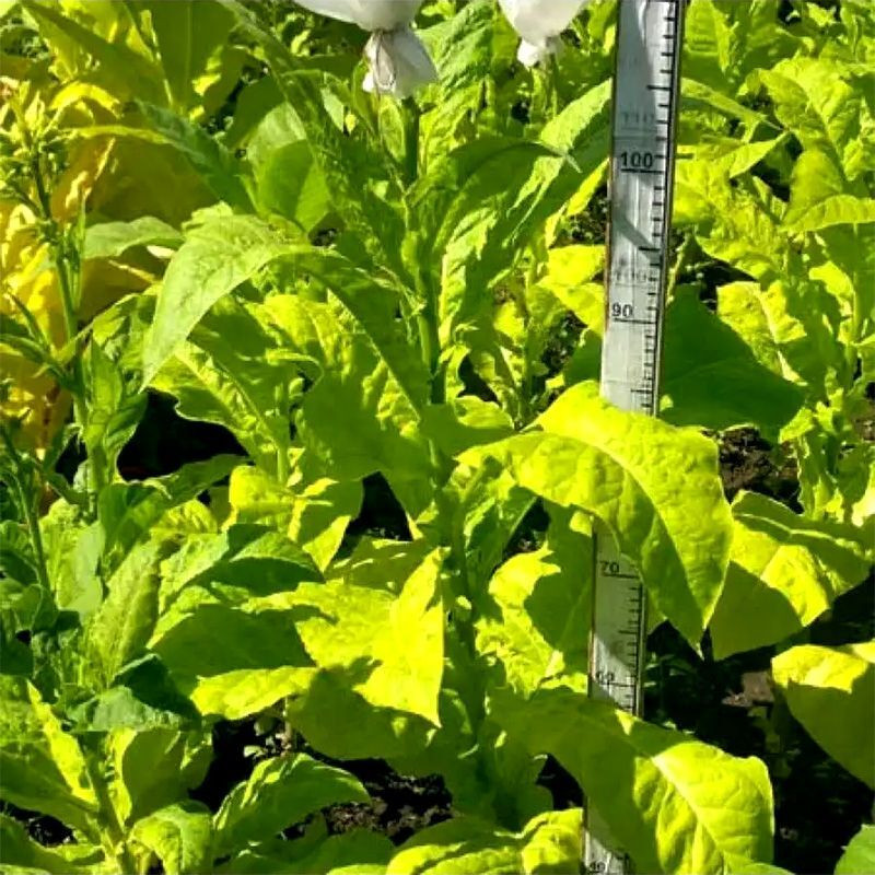 Tobacco seeds - Coker 371 Gold - 100