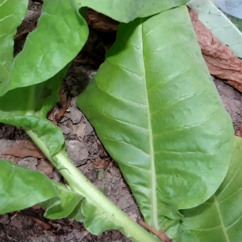 Tobacco seeds - Coker NC-82 - 100