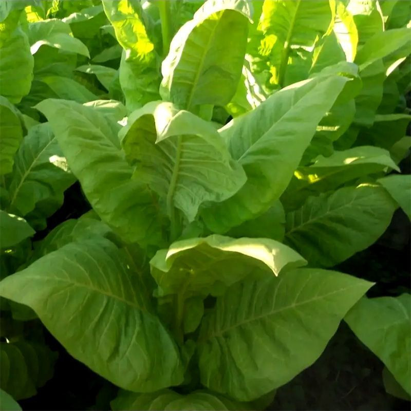 Tobacco seeds - Coker NC-82 - 100