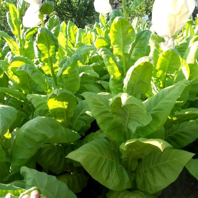 Tobacco seeds - Coker NC-82 - 100