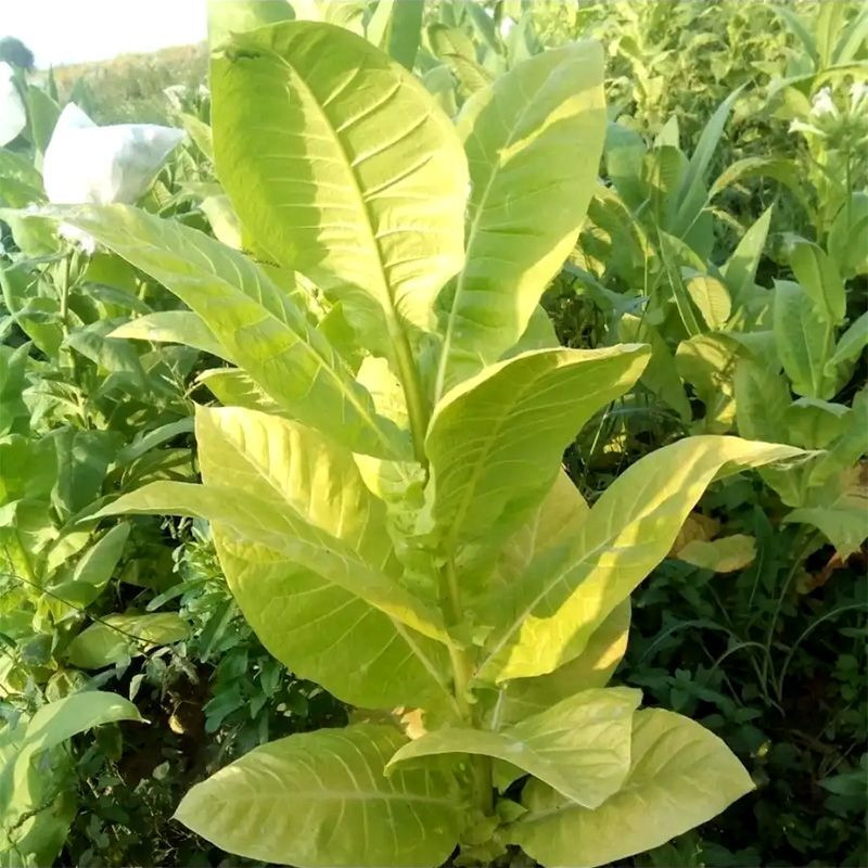 Tobacco seeds - Coker NC-82 - 100