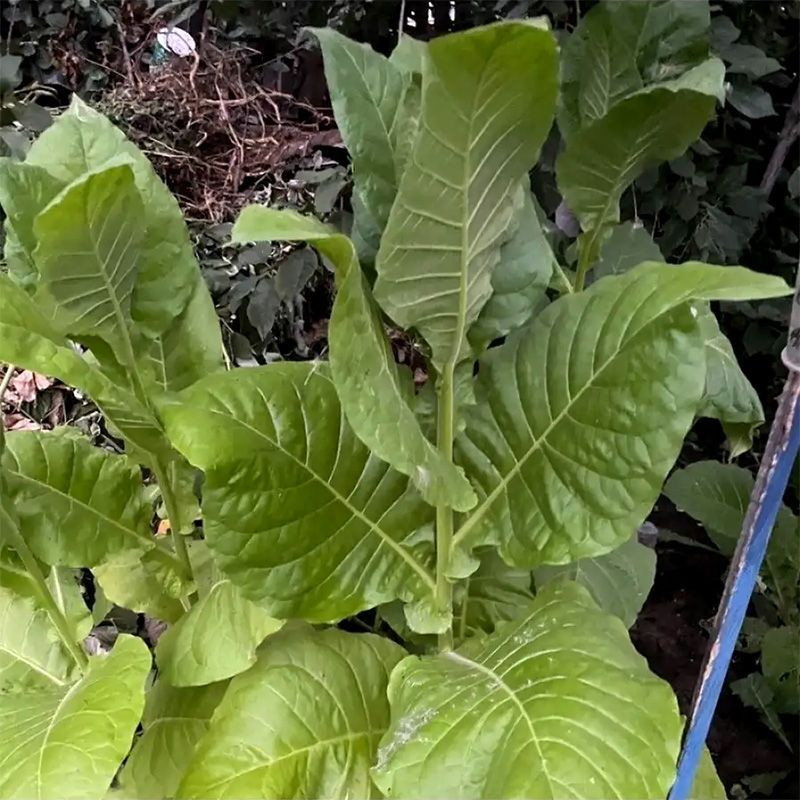 Tobacco seeds - Coker NC-82 - 100