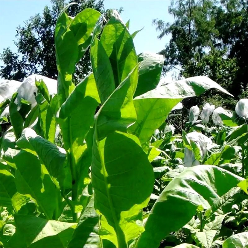 Tobacco seeds - Coker NC-82 - 100