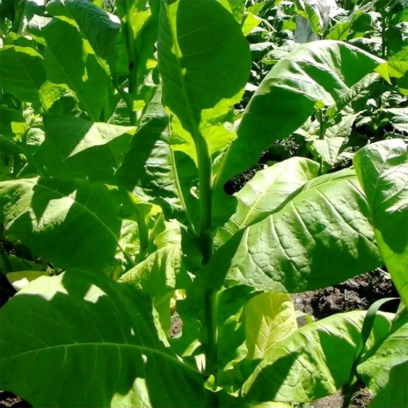 Tobacco seeds - Coker NC-82 - 100