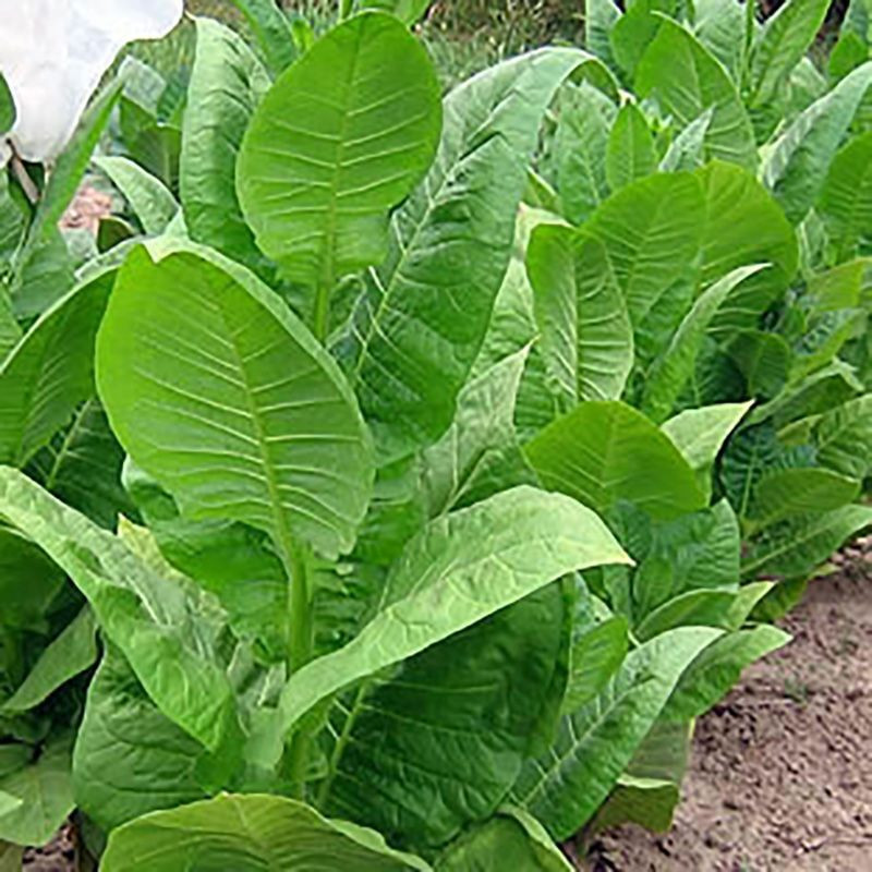 Tobacco seeds - Coker NC-82 - 100