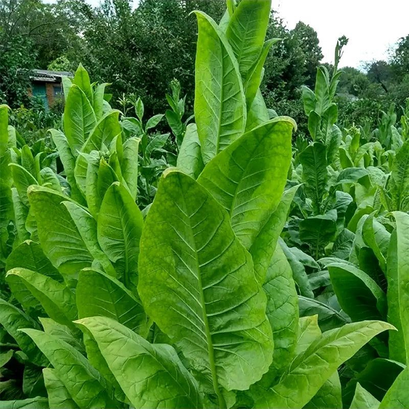 Tobacco seeds - Coker NC-82 - 100