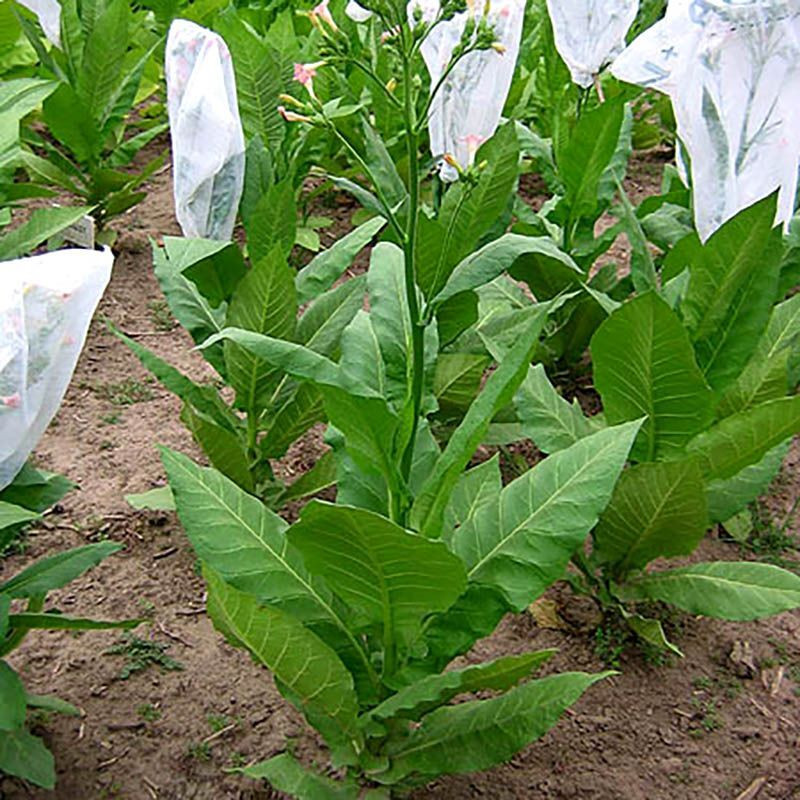 Tobacco seeds - Zimmer Spanish - 100