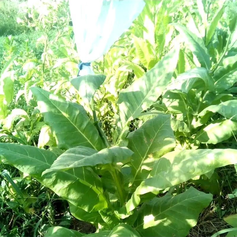 Tobacco seeds - Zimmer Spanish - 100