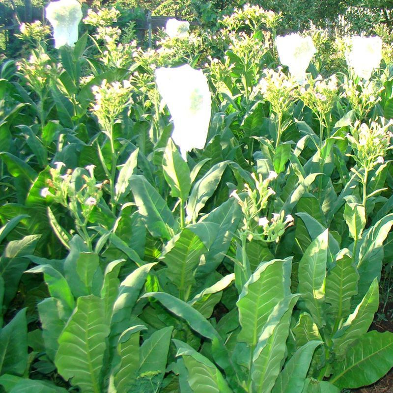 Tobacco seeds - Zimmer Spanish - 100