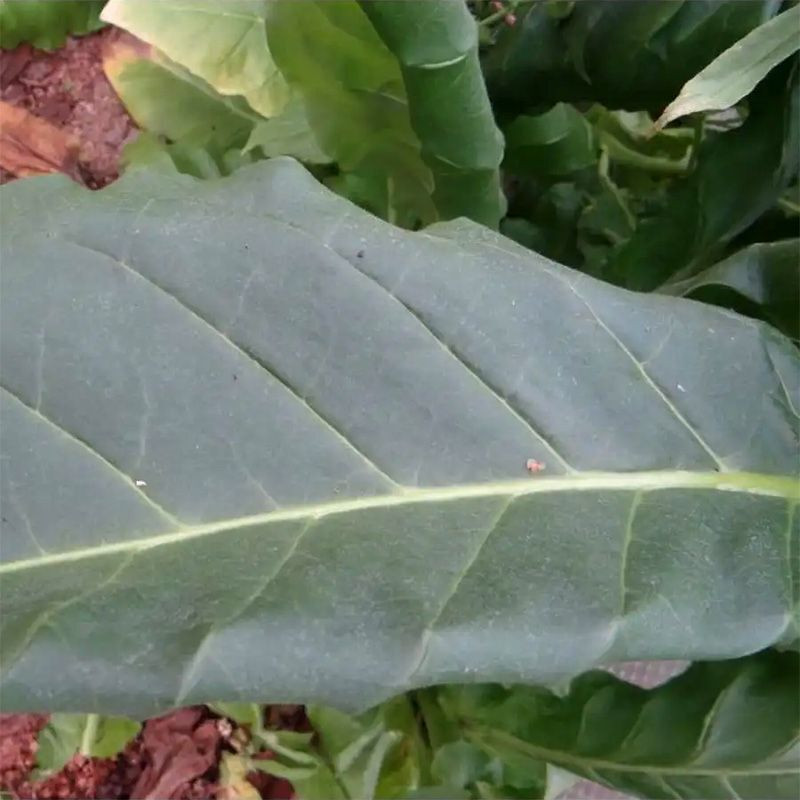 Tobacco seeds - Zimmer Spanish - 100