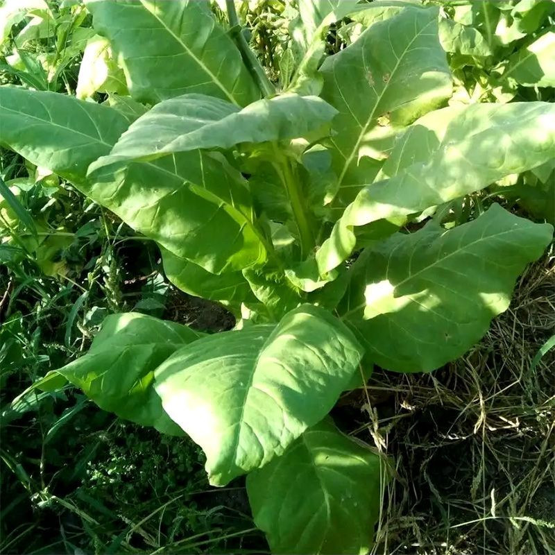 Tobacco seeds - Zimmer Spanish - 100