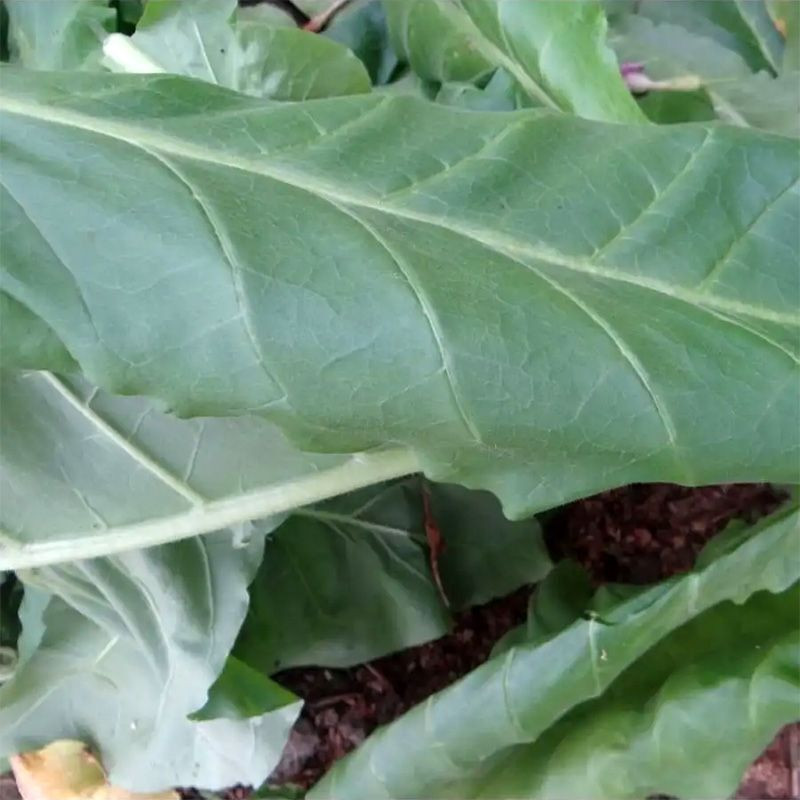 Tobacco seeds - Zimmer Spanish - 100