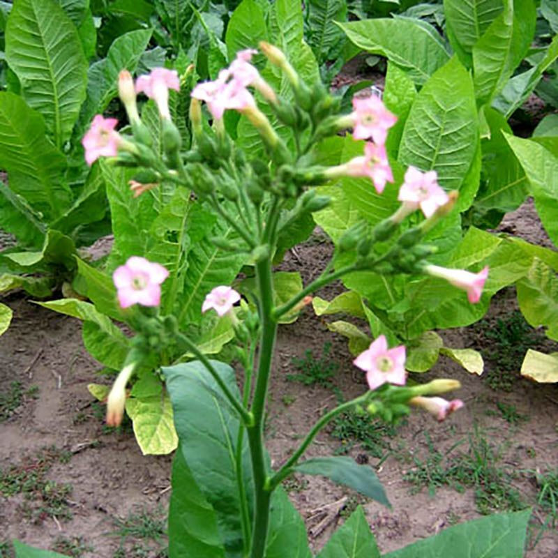 Tobacco seeds - Zimmer Spanish - 100