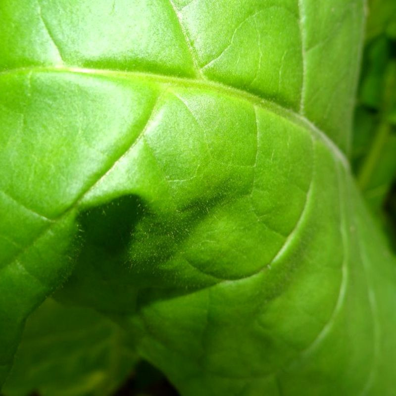 Tobacco seeds - Alma-Ata 315 - 100