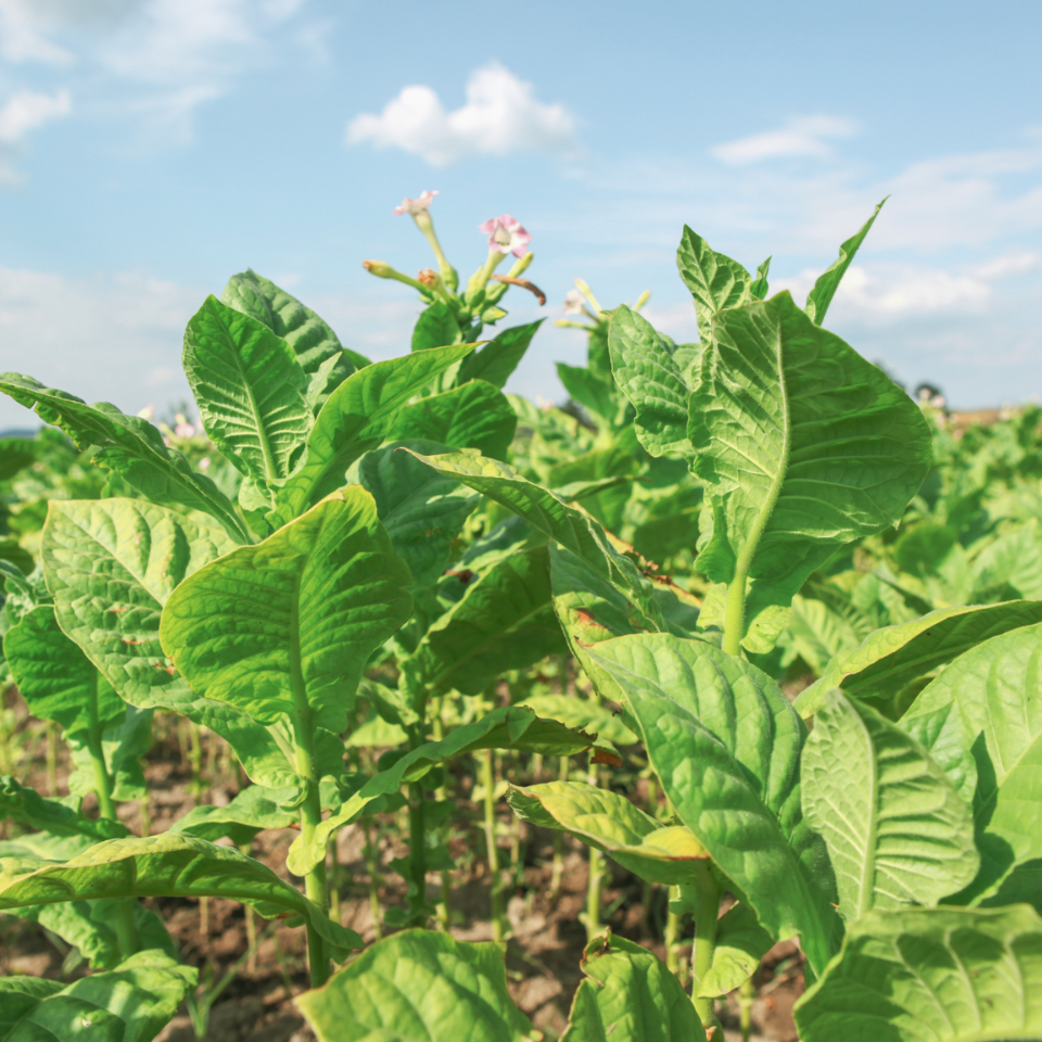 Tobacco seeds Yellow Twist Bud - 50