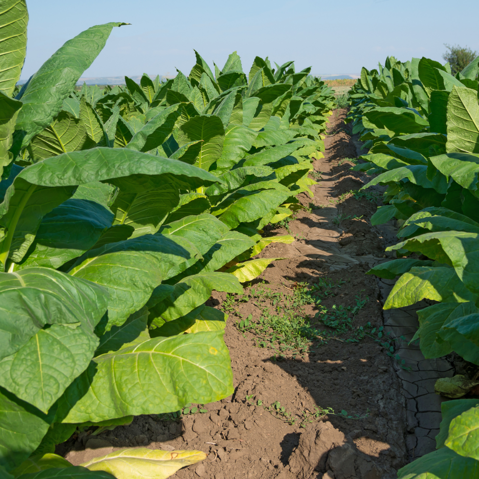 Tobacco seeds Yellow Twist Bud - 50