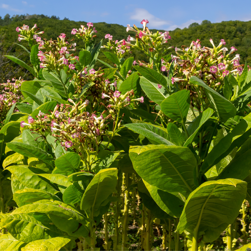 Tobacco seeds Yellow Twist Bud - 50