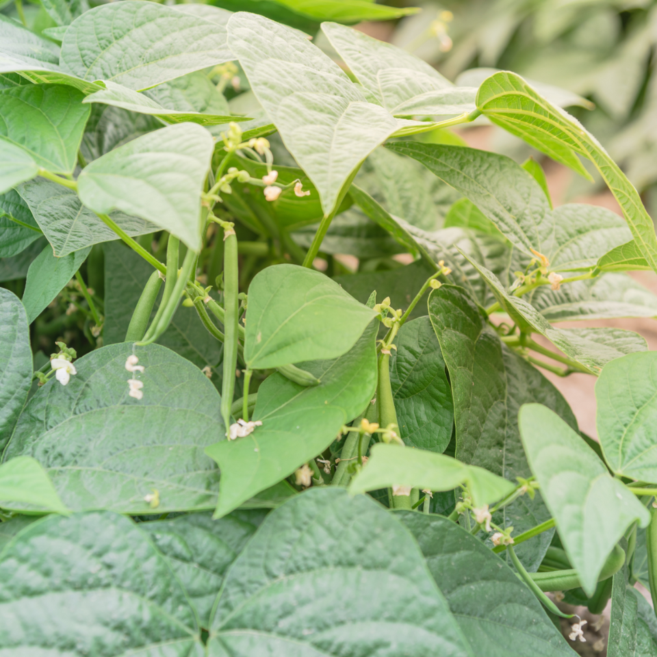 Tobacco seeds Yellow Twist Bud - 50