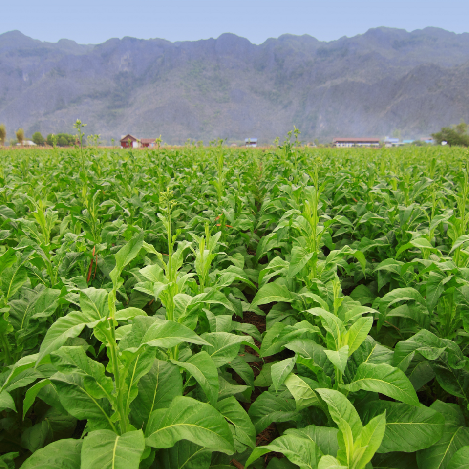 Tobacco seeds Yellow Twist Bud - 50