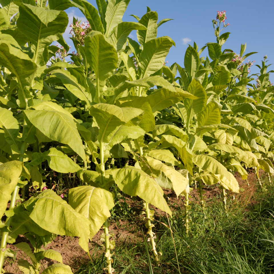 Tobacco seeds Yellow Twist Bud - 100