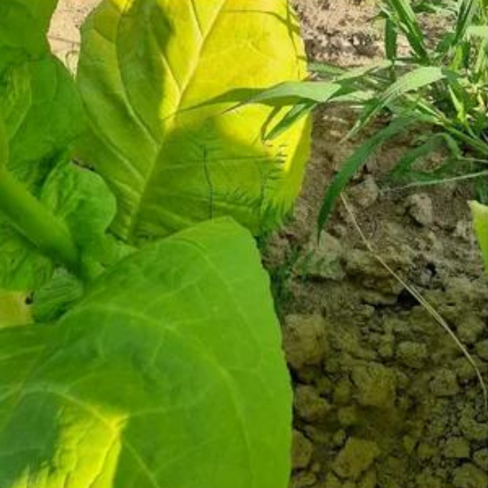 Tobacco seeds Yellow Twist Bud - 50