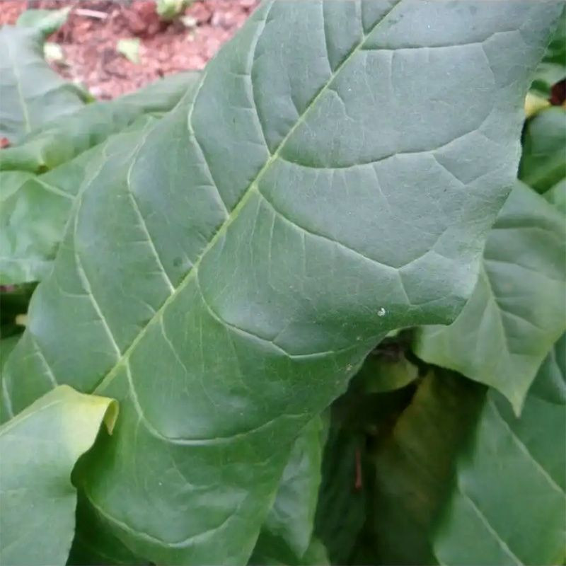 Tobacco seeds - Wisconsin 901 - 300