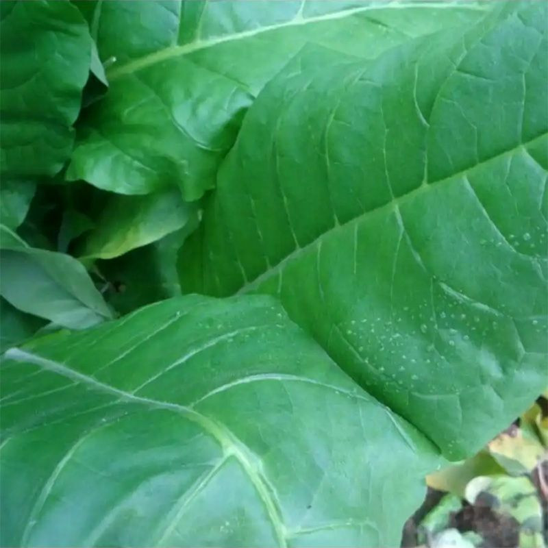 Tobacco seeds - Wisconsin 901 - 300