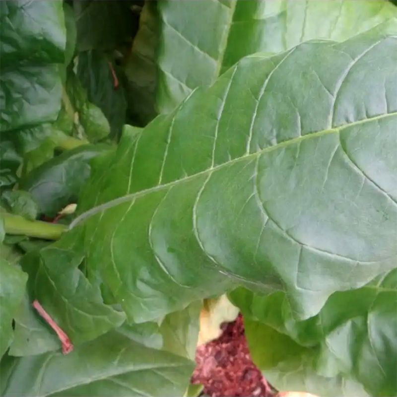 Tobacco seeds - Wisconsin 901 - 300