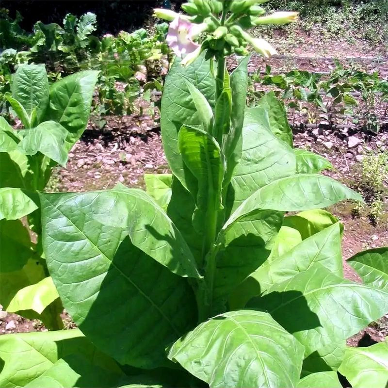 Tobacco seeds - Wisconsin 901 - 300