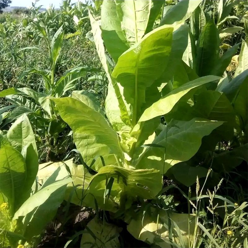 Tobacco seeds - Wisconsin 901 - 100