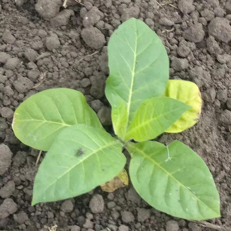 Tobacco seeds - Wisconsin 901 - 300